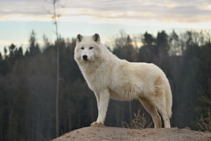 Colossal Biosciences’ Canid Research: Bridging Ancient and Modern Wolf Genetics